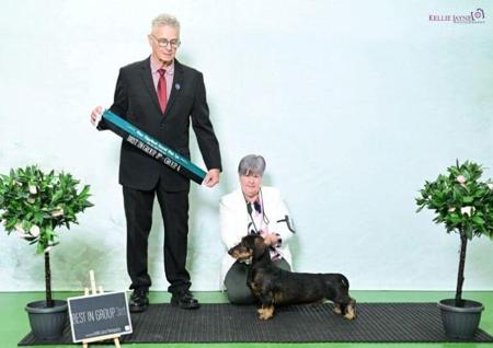 Dachshund (Wire Haired) for sale by WYRENOTT