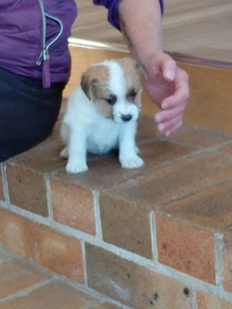 Jack Russell Terrier puppy for sale by TOBYJACK