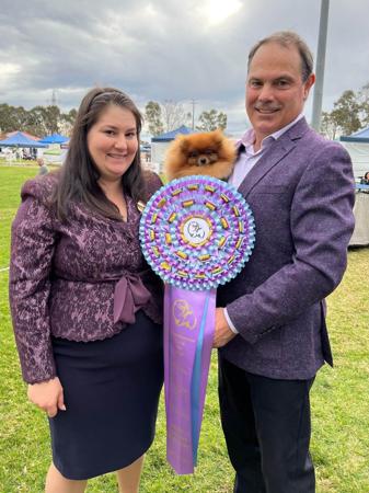 Pomeranian for sale by POMQUEST