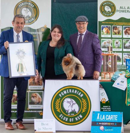 Pomeranian for sale by POMQUEST