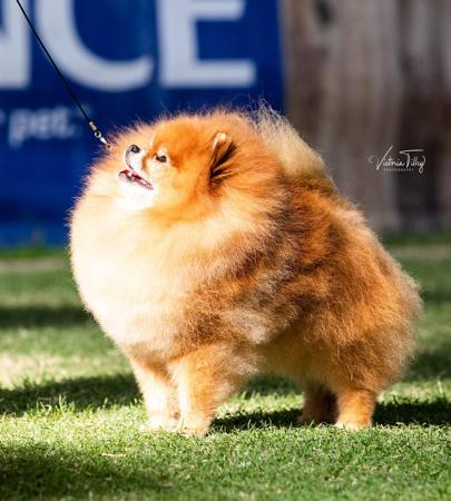 Pomeranian for sale by POMQUEST