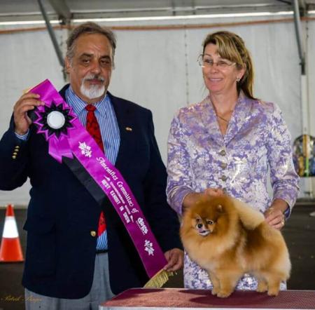 Pomeranian for sale by POMQUEST