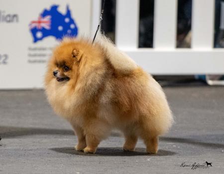 Pomeranian for sale by POMQUEST