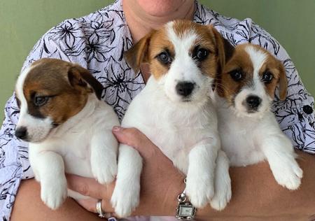 Jack Russell Terrier puppy for sale by JACKNTHEBOX