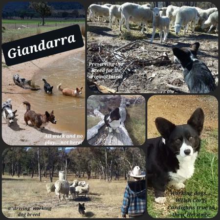 Welsh Corgi (Cardigan) for sale by GIANDARRA