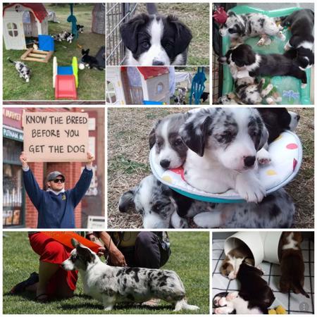 Welsh Corgi (Cardigan) for sale by GIANDARRA