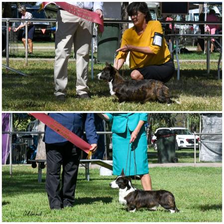 Welsh Corgi (Cardigan) for sale by GIANDARRA