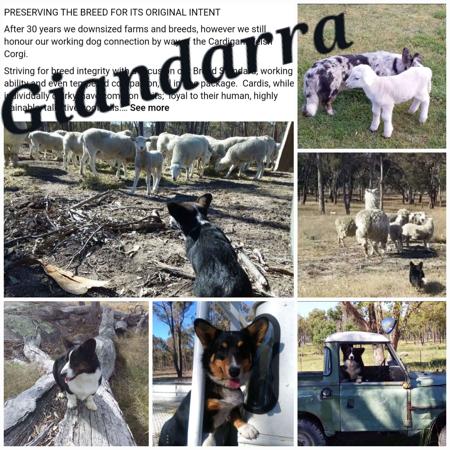 Welsh Corgi (Cardigan) for sale by GIANDARRA