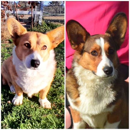Welsh Corgi (Cardigan) for sale by GIANDARRA