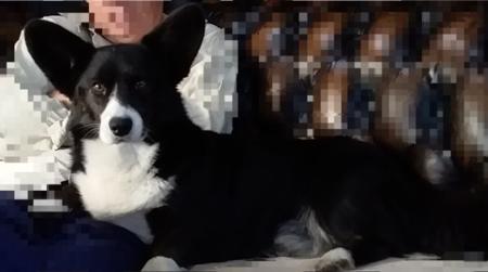 Welsh Corgi (Cardigan) for sale by GIANDARRA