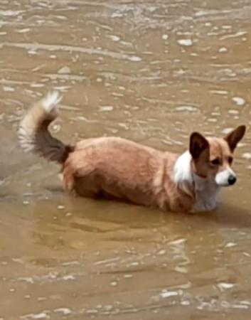 Welsh Corgi (Cardigan) for sale by GIANDARRA