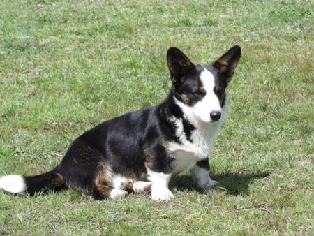 Welsh Corgi (Cardigan) for sale by GIANDARRA