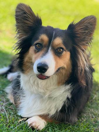 Welsh Corgi (Cardigan) for sale by GIANDARRA