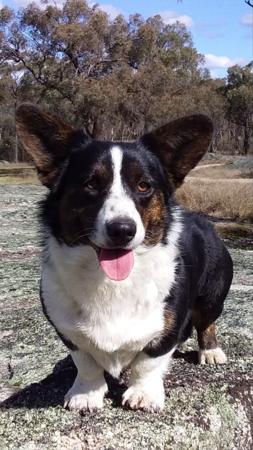 Welsh Corgi (Cardigan) for sale by GIANDARRA