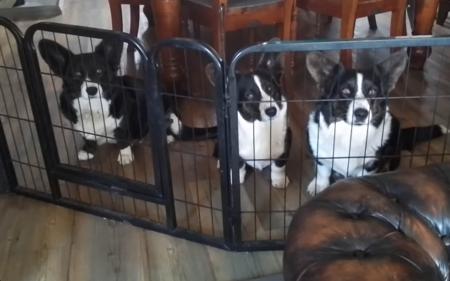 Welsh Corgi (Cardigan) for sale by GIANDARRA