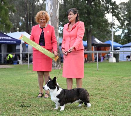 Welsh Corgi (Cardigan) for sale by GIANDARRA