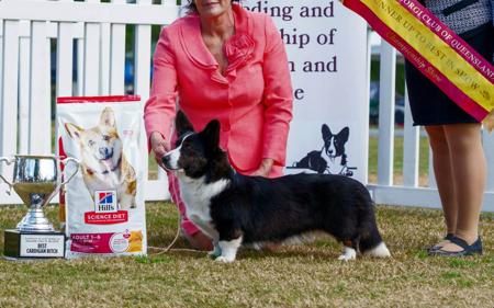 Welsh Corgi (Cardigan) for sale by GIANDARRA