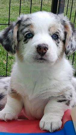 Welsh Corgi (Cardigan) for sale by GIANDARRA