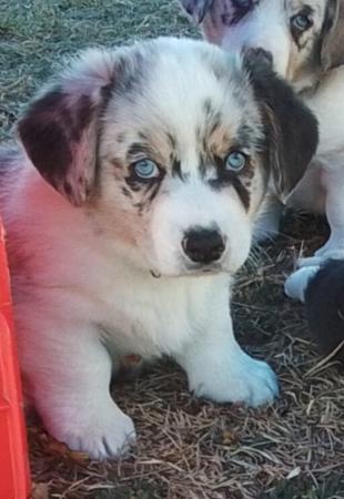Welsh Corgi (Cardigan) puppy for sale by GIANDARRA