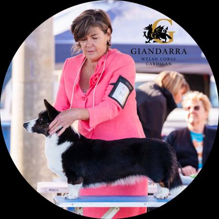 Welsh Corgi (Cardigan) for sale by GIANDARRA