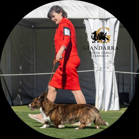 Welsh Corgi (Cardigan) for sale by GIANDARRA