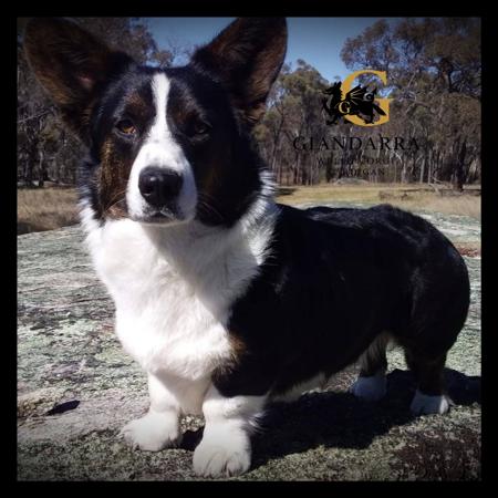 Welsh Corgi (Cardigan) for sale by GIANDARRA