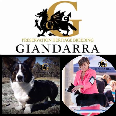Welsh Corgi (Cardigan) for sale by GIANDARRA