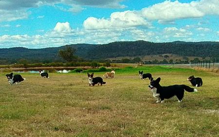 Welsh Corgi (Cardigan) puppy for sale by GIANDARRA