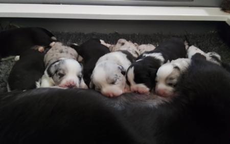 Welsh Corgi (Cardigan) puppy for sale by GIANDARRA