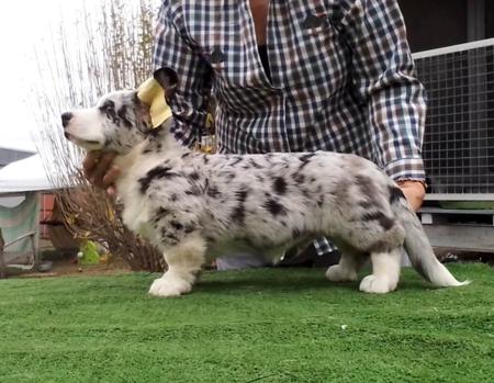 Giandarra Fervent N Faithful Welsh Corgi (Cardigan)