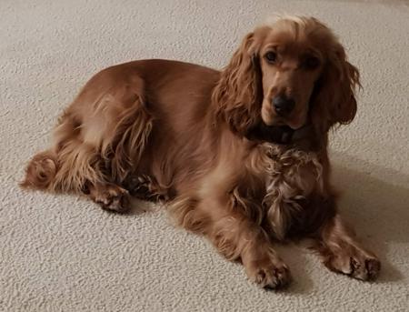 Cocker Spaniel puppy for sale by GOGELDRIE