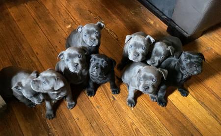 Staffordshire Bull Terrier for sale by BONDIBLUE