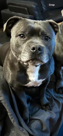 Staffordshire Bull Terrier for sale by BONDIBLUE