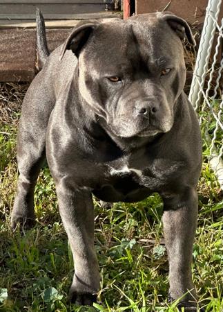 Staffordshire Bull Terrier for sale by BONDIBLUE