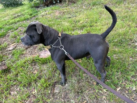 Staffordshire Bull Terrier for sale by BONDIBLUE