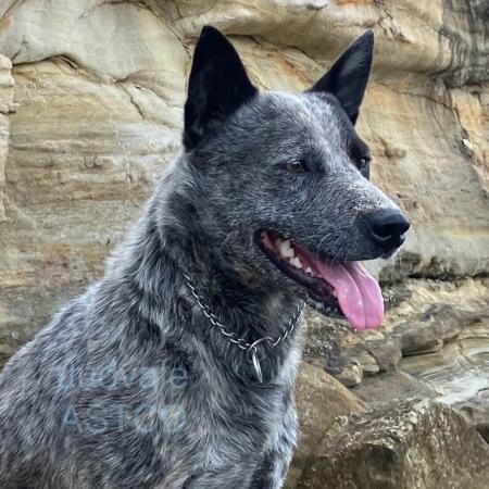 Australian Stumpy Tail Cattle Dog for sale by JUDVALE