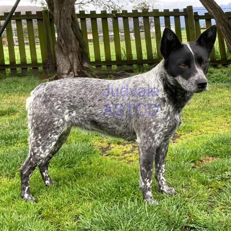 Australian Stumpy Tail Cattle Dog for sale by JUDVALE