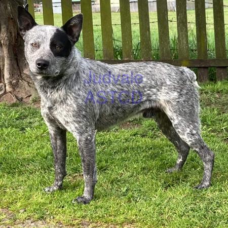 Australian Stumpy Tail Cattle Dog for sale by JUDVALE