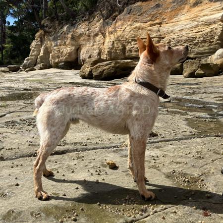 Australian Stumpy Tail Cattle Dog for sale by JUDVALE