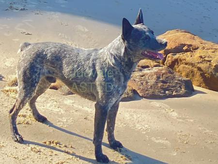 Australian Stumpy Tail Cattle Dog for sale by JUDVALE