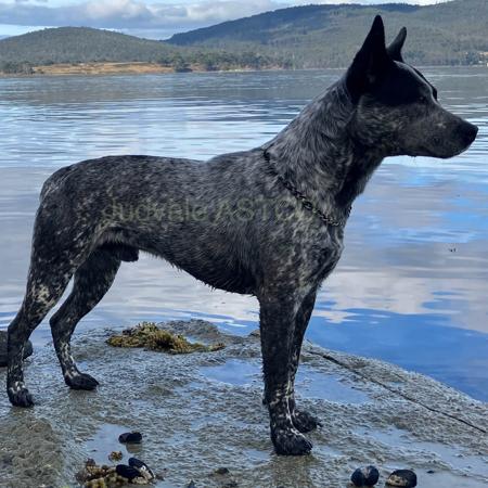 Australian Stumpy Tail Cattle Dog for sale by JUDVALE