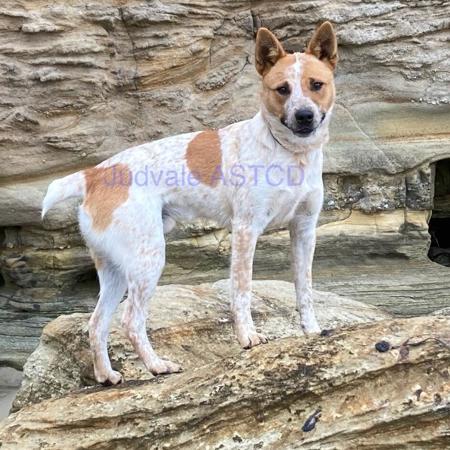 Australian Stumpy Tail Cattle Dog puppy for sale by JUDVALE