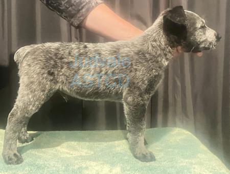 Australian Stumpy Tail Cattle Dog puppy for sale by JUDVALE