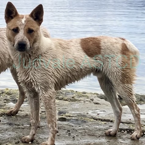 Australian Stumpy Tail Cattle Dog puppy for sale by JUDVALE