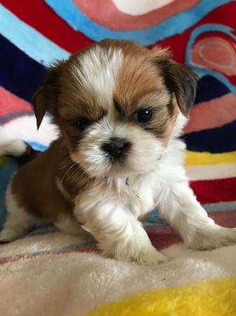 Shih Tzu for sale by THALIAHAANSTRA