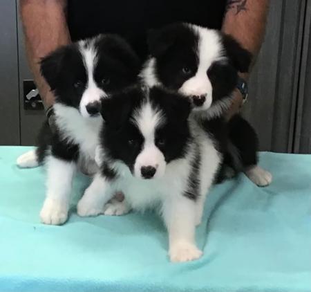Border Collie puppy for sale by MONIFIETH