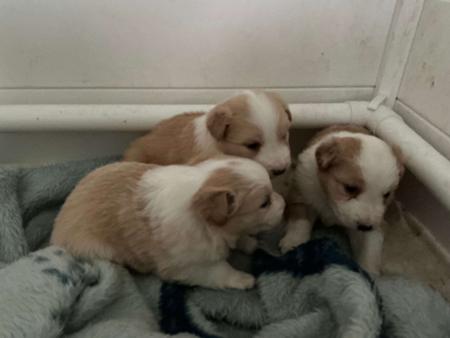 Border Collie puppy for sale by MONIFIETH