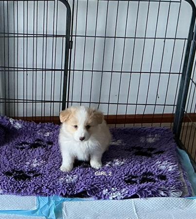 Border Collie puppy for sale by MONIFIETH