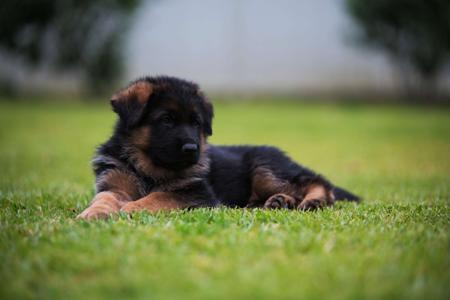 German Shepherd Dog (Long Stock Coat) puppy for sale by DEMON1