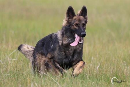 German Shepherd Dog (Long Stock Coat) for sale by CHLOELLE